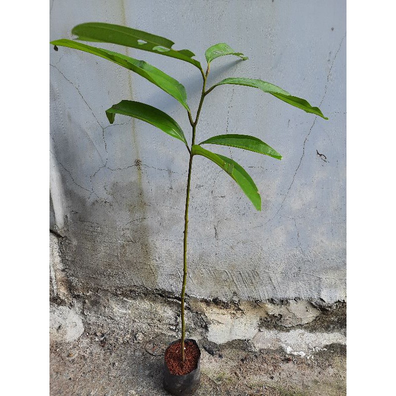 Cây quế - cây giống cao khoảng 40cm