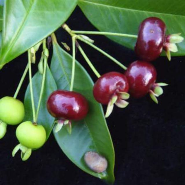 Cây Cherry Brazil-cao 50cm