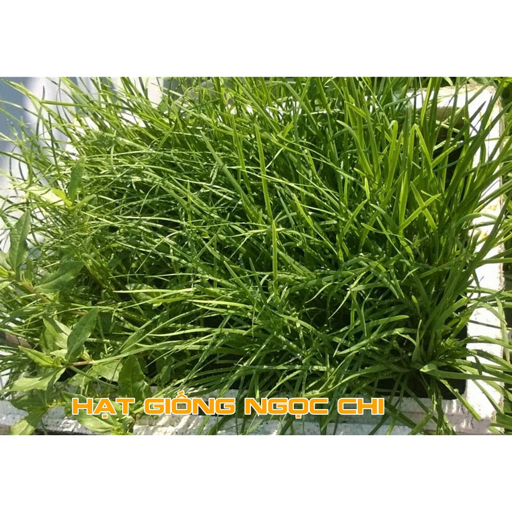 Hạt Giống Rau Hẹ Ta (Hạt Giống Ngọc Chi) - 2Gr