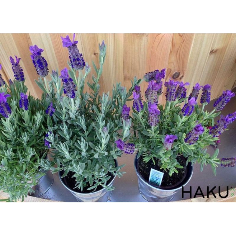 [100 hạt ] Hạt giống Hoa Oải Hương (Lavender) Loài Hoa Của Tình Yêu