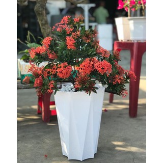 Chậu Nhựa Trồng Cây Tám Cạnh Giả Sứ Lớn Trắng (25x32x16cm)  Bền Chắc, Rất Đẹp Trang Nhã, Trồng Hoa Kiểng, Cây Ăn Trái