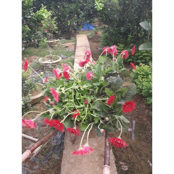 Cây hoa đồng tiền kép cổ ngày xưa