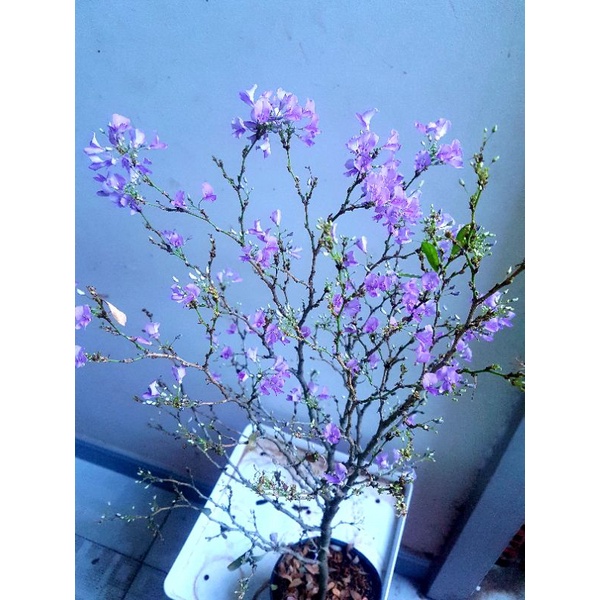 Linh sam siêu bông, siêu thơm và siêu dễ trồng, giao cây có hoa hoặc không hoa