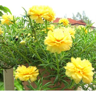 Combo 10, 20, 30 nhánh hoa Mười giờ màu vàng