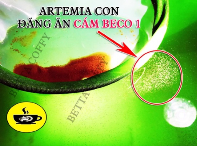 Vợt Nano - lọc Artemia và nuôi Artemia sinh khối