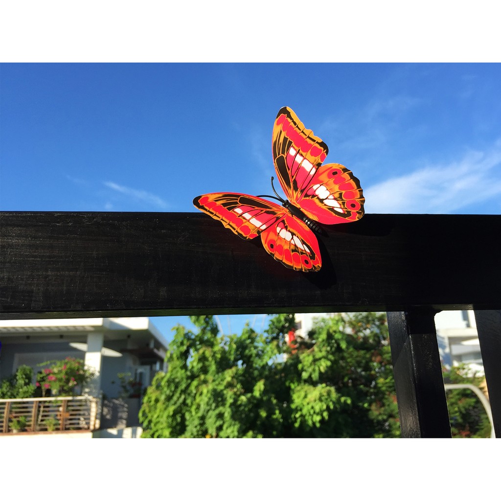 BƯỚM 3D TRANG TRÍ
