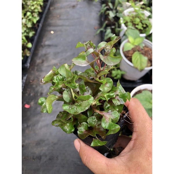 Cây giống cải xoong Nhật