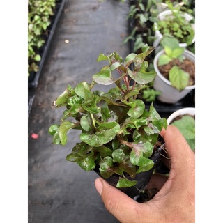 Cây giống cải xoong Nhật