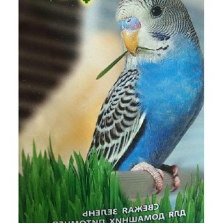 Hạt giống Mầm lúa mì lúa mạch {gói 100gram }