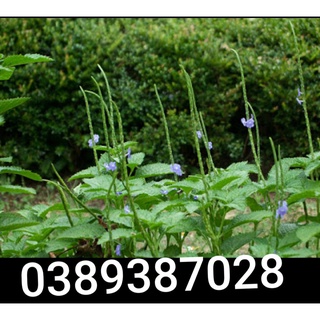 CHUẨN Combo 5 cây đuôi chuột giống(cỏ roi ngựa)