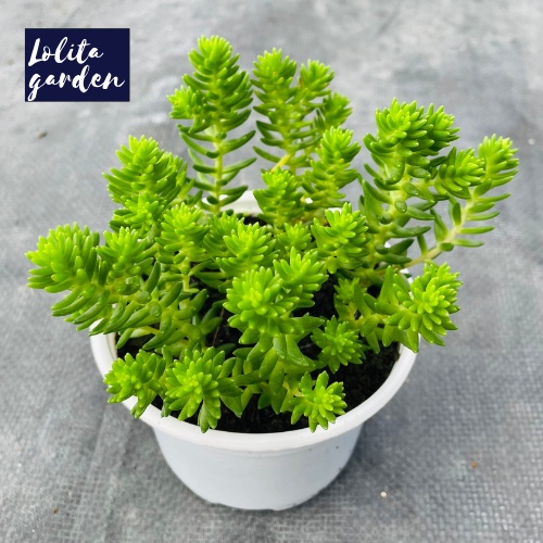 Sen đá sedum rong biển Đà Lạt size trung bình cây cảnh trang trí nhà cửa Lolita garden