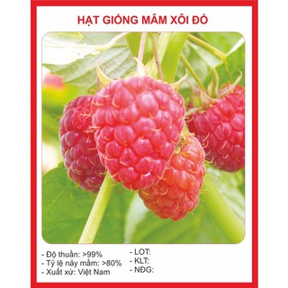 Hạt giống Mâm xôi đỏ (30 hạt) (Phúc bồn tử)- Hạt Giống Quả Mâm Xôi Đỏ 30 Hạt