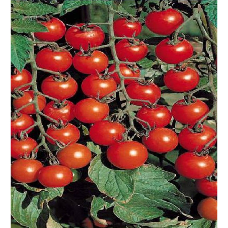 Combo 4 gói cà chua các loại_( cà chua khổng lồ+cà chua trái tim+cà chua bi dây đỏ và  vàng)