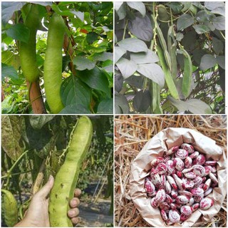 Gói 10 hạt giống đậu ngự 100% nảy mầm