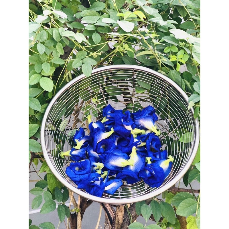 cây đậu biếc