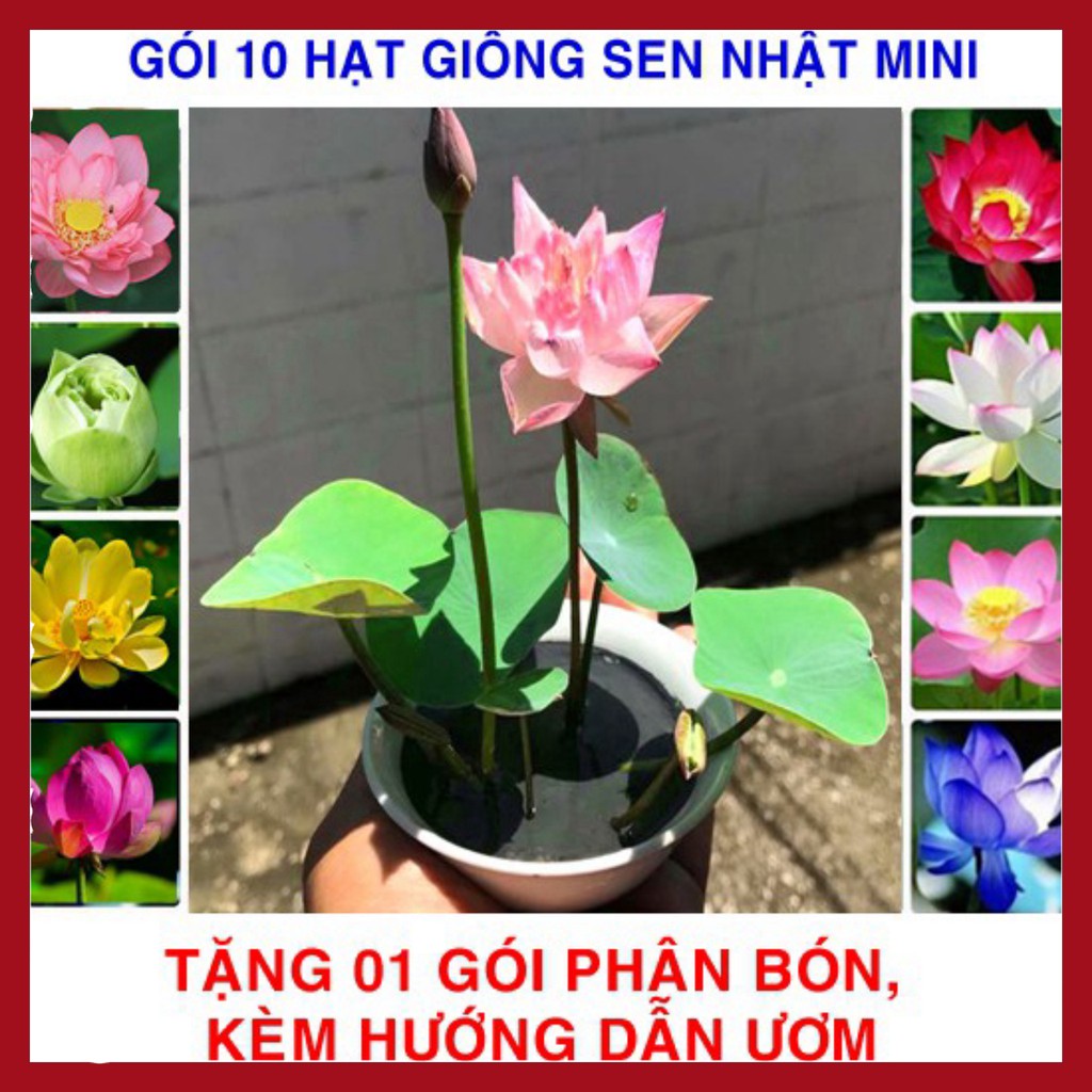 10 Hạt giống Sen nhật mini Nhiều màu (tặng phân bón + hướng dẫn ươm)