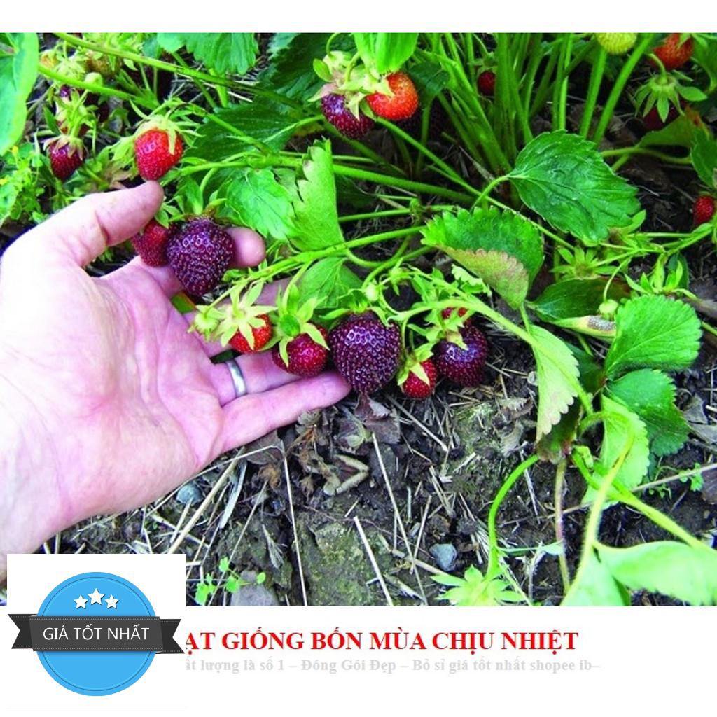 Gói 50 Hạt giống Dâu tây Đen Chịu Nhiệt (tặng gói kích nẩy mầm và hướng dẫn gieo hạt) ĐẾN MÙA TRỒNG TẾT