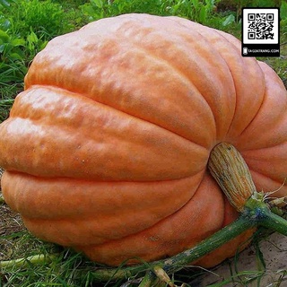 Hạt giống bí ngô khổng lồ, nặng tới 90kg