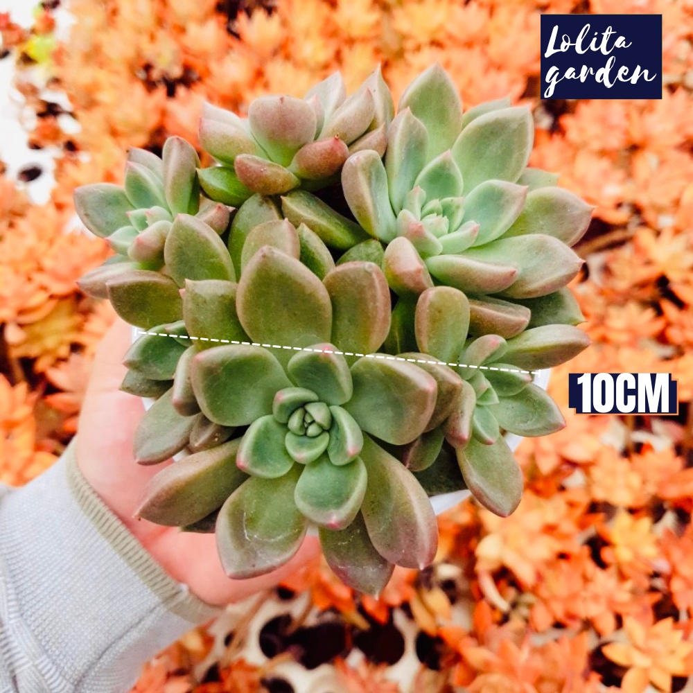 Sen đá aerolite Đà Lạt size trung bình cây cảnh trang trí nhà cửa Lolita garden