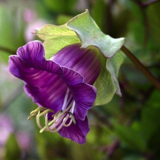 Hạt giống hoa Chuông leo