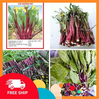Gói 10 gr giống cải ngồng đỏ (cải ngồng tím)