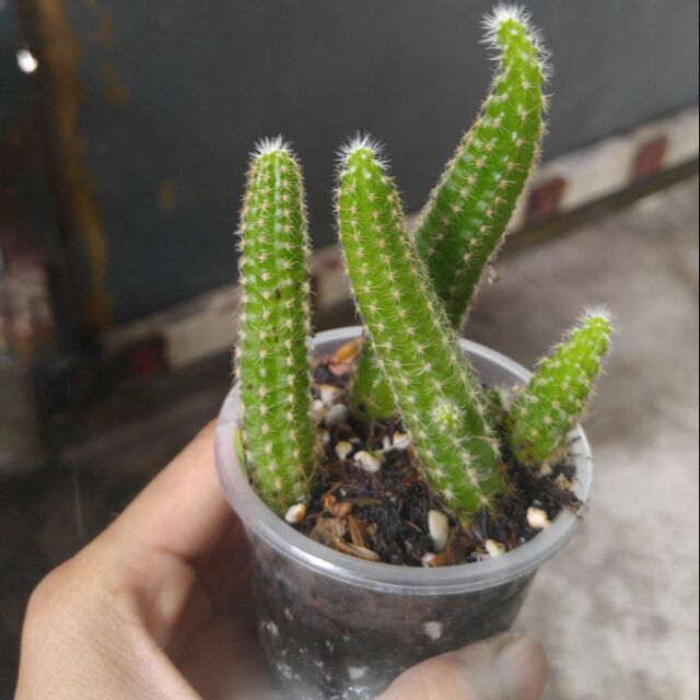 Xương rồng