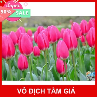 Giống Chuẩn (GIÁ SỈ) CỦ HOA TUYLIP