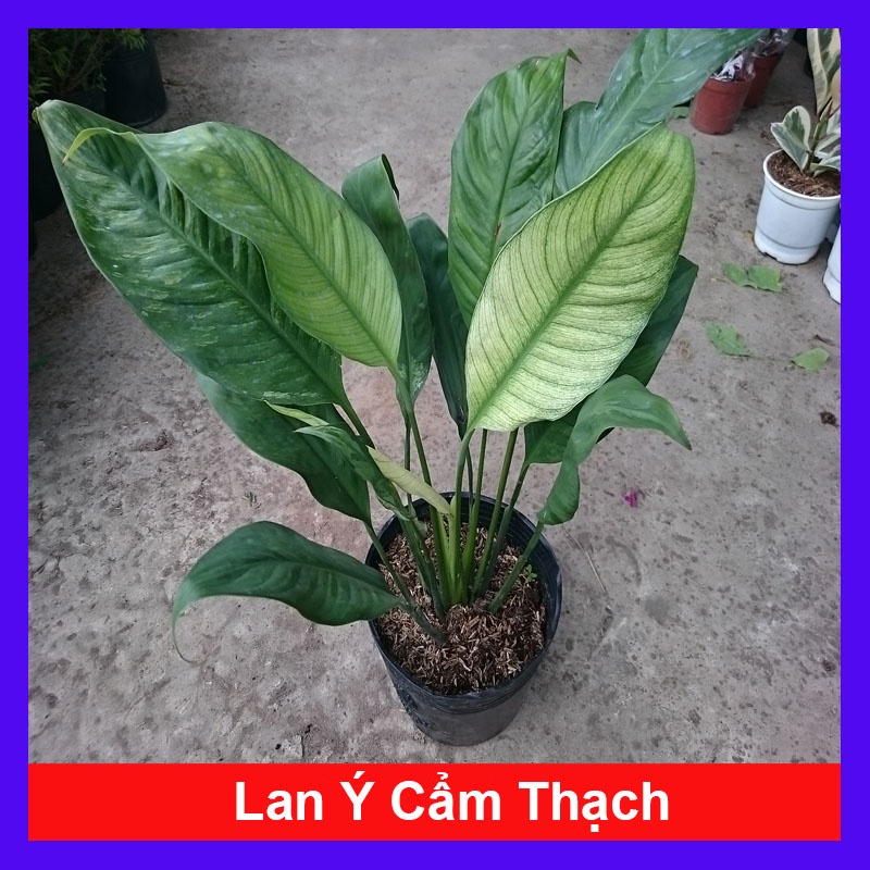 Cây Lan Ý Cẩm Thạch - cây cảnh để bàn + tặng phân bón cho cây