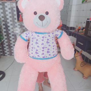 Gấu teddy hồng