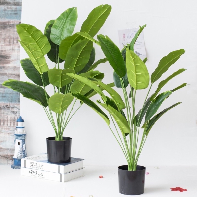 Cây chuối singgapo giả cảnh 80cm ,18 lá