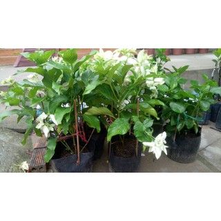 Cây hoa bướm bạc ( đang hoa )