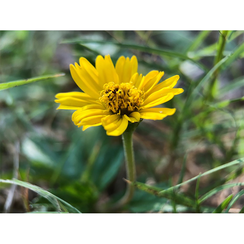 ULANZI 75MM MACRO LENS - Lens Dành Cho Điện Thoại - Hàng Chính Hãng