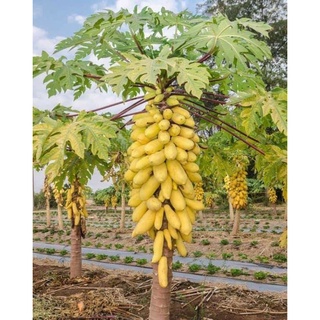 7 hạt giống đu đủ da vàng lùn làm kiểng và ăn 🍏🍏 Độc Lạ 🍒🍒 siêu năng suất