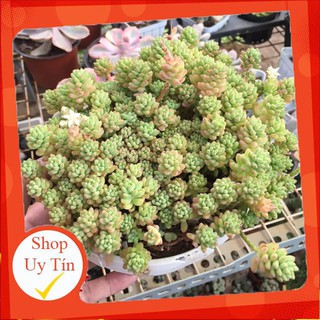 sen đá Sedum lá lớn chậu đại🍏 |FREESHIP| 🔥 XỨ NÓNG, ĐÃ THUẦN KHÍ HẬU, KHOẺ ĐẸP 🍏 LỖI 1 ĐỔI 1