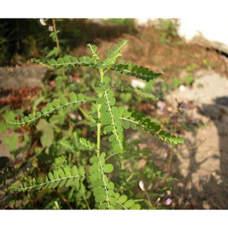 Hạt giống diệp hạ châu 100gr - Rau củ quả trồng tại vườn, sân thượng, nông trang, ban công