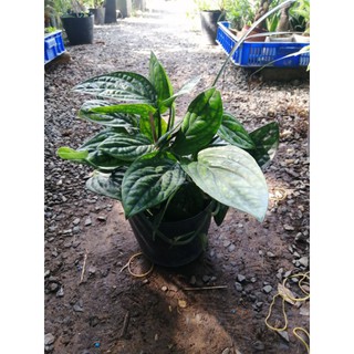 Trầu bà hạnh phúc (Monstera Karstenianum)