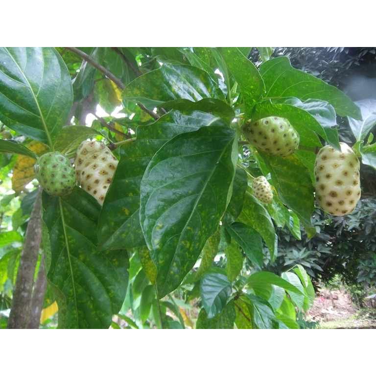Hạt giống trái nhàu  - Gói 50 hạt