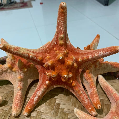 Sao biển khô