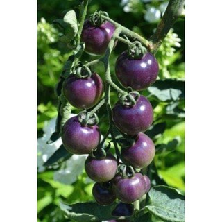 [Big Sale] Hạt giống cà chua tím (purple tomato)