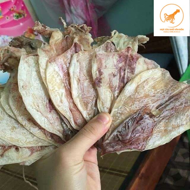 1Kg Mực Câu Khô Vân Đồn Mini Size Nhỡ, Y hình