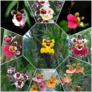 Hoa lan vũ nữ bút chì combo 5cây giống cao 5-10cm