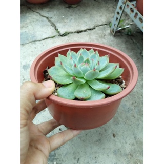Sen đá bánh bao lửa size 12cm