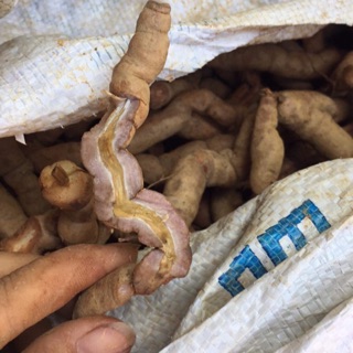 Ba kích tím Quảng Ninh loại to