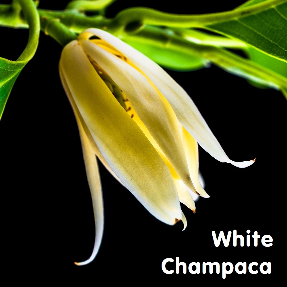Tinh dầu Mộc lan trắng White Champaca Essential Oil (Magnolia)