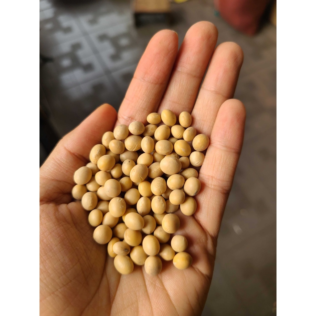 Đậu nành - đậu tương đều đẹp