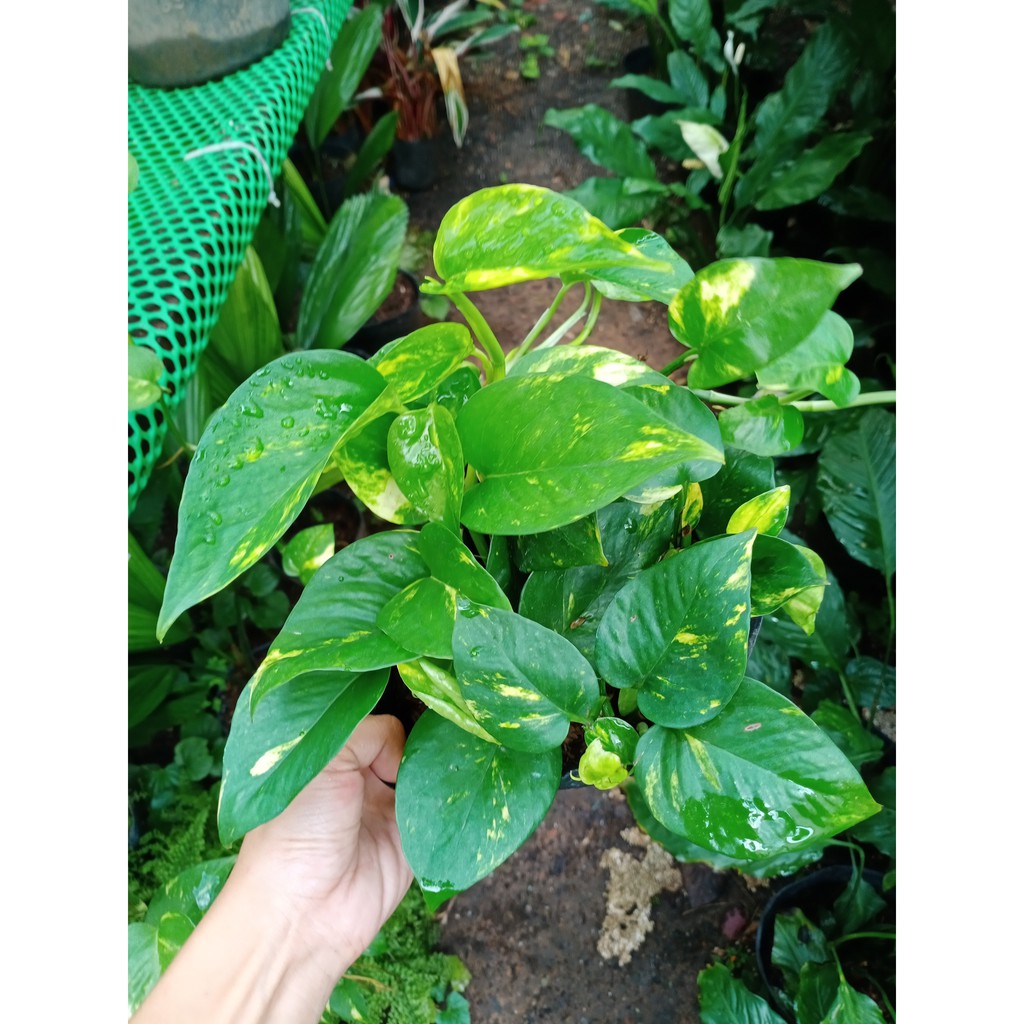 Cây trầu bà xanh ta treo mini