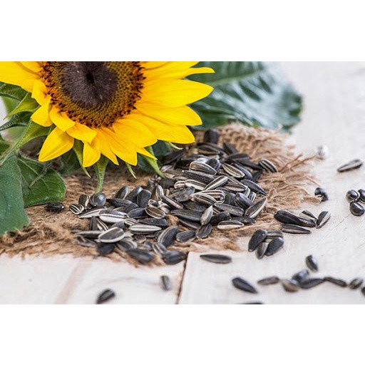 Hạt giống hoa hướng dương ăn hạt (tặng kèm phân bón và kích mầm)