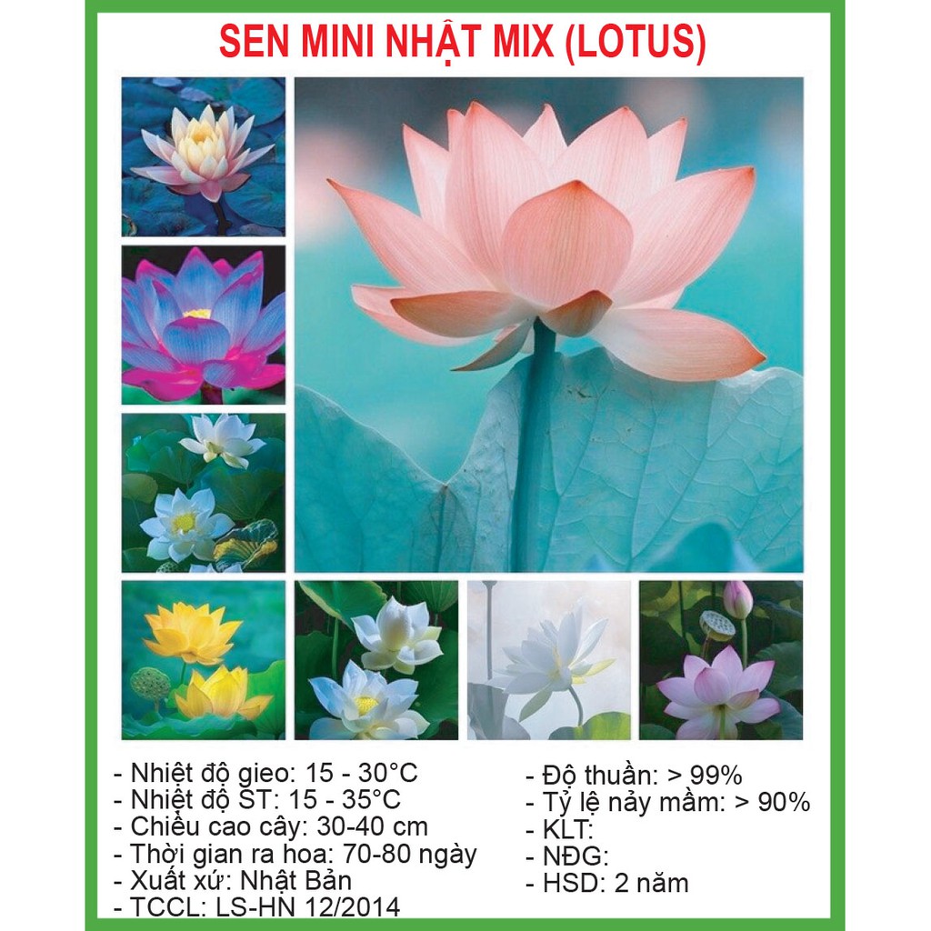 Hạt Giống Sen Mini Nhật 5 Hạt/ Gói