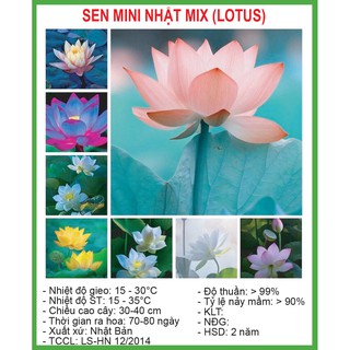 Hạt giống sen mini nhật 5 hạt/ gói