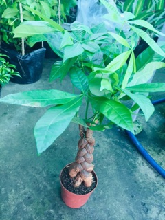 KIM NGÂN BÍNH 3 THÂN LỚN